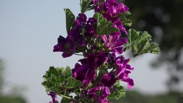 紫の花一つずつ手収穫 - 映像、動画