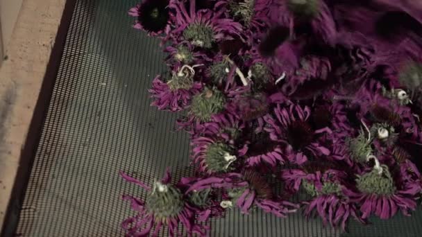 Příprava a sušení květin a listí - Záběry, video