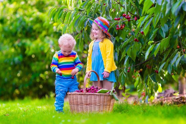 Dzieci zbieranie owoców wiśni na farmie - Zdjęcie, obraz