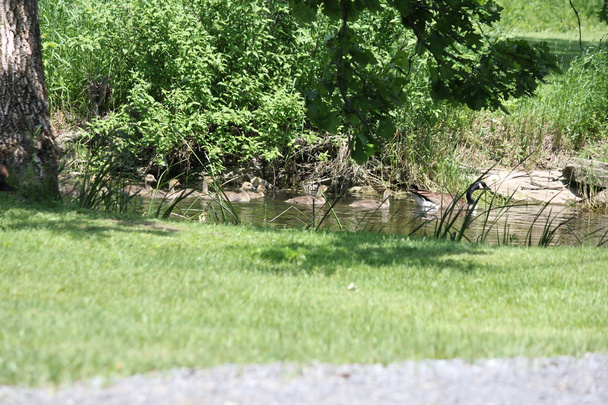 Гуси и гусеницы Канады на траве
 - Фото, изображение