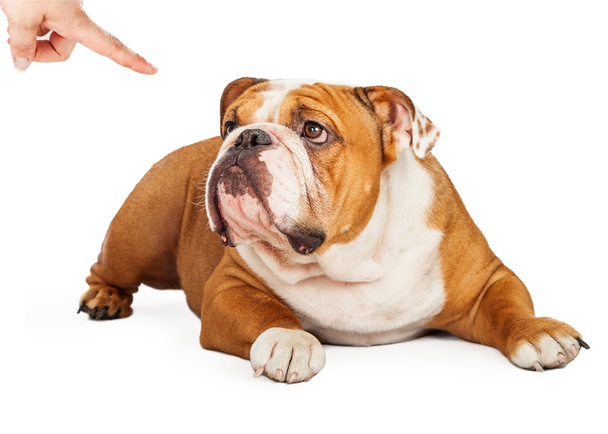 finger pointing at guilty English Bulldog - Photo, Image
