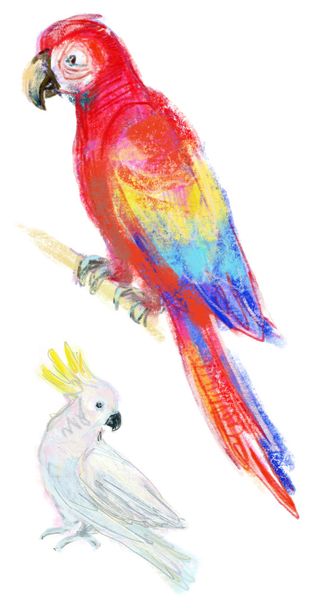 Watercolor parrots set - Photo, Image