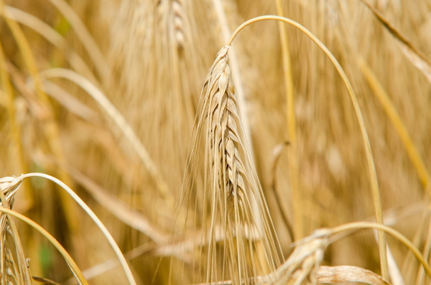 Пшеница и колос пшеницы
 - Фото, изображение