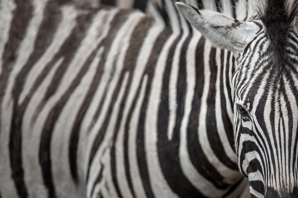 Zebra - close-up view - Foto, afbeelding