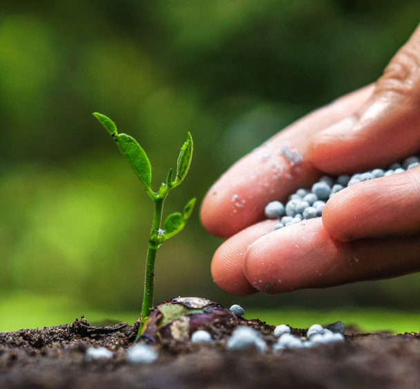 fertilizer to plant on soil - Photo, Image