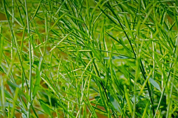 Стручки Brassica nigra, Черная горчица - Фото, изображение