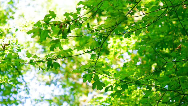 Mladé větve hlohu v lese na jaře - Záběry, video
