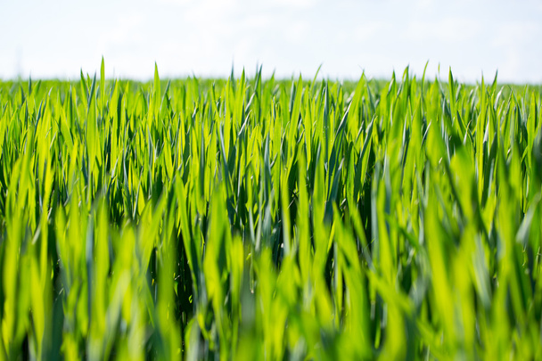 Молодое пшеничное поле
 - Фото, изображение