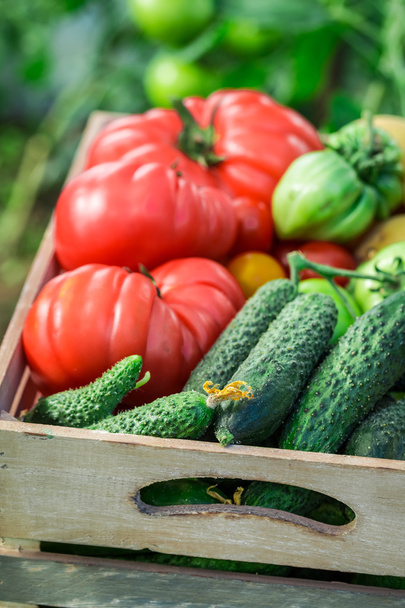 Fresh vegetables in wooden box - Photo, Image