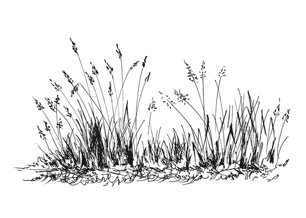 Hand sketch grass - Vector, afbeelding