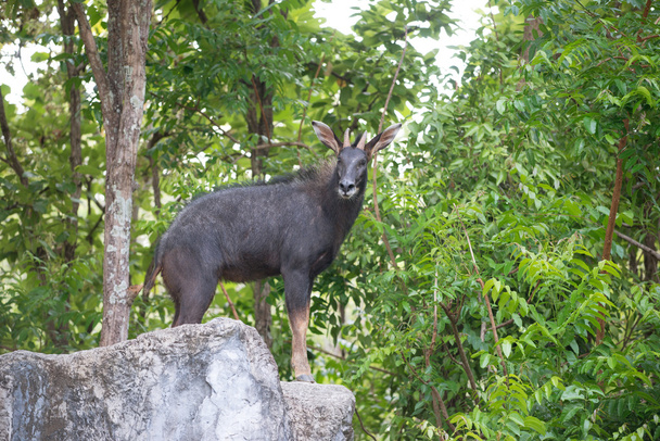 serow stanging  on the rock - Photo, Image