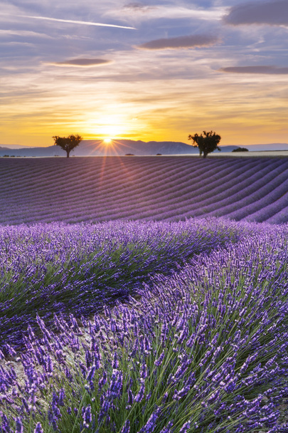 Pystysuora panoraama laventelipellosta auringonlaskun aikaan
 - Valokuva, kuva