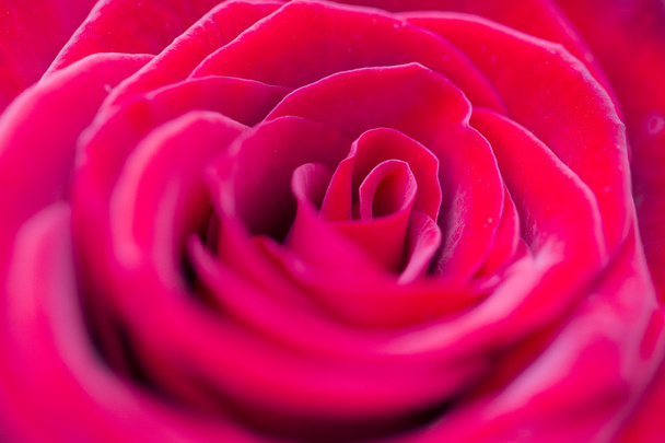 red rose flower - Zdjęcie, obraz