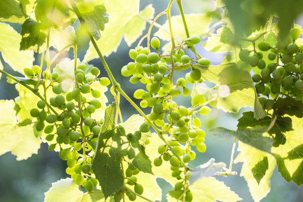 Young green grape - Foto, imagen