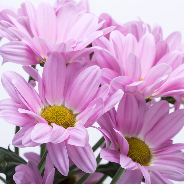 Nahaufnahme der rosa Chrysanthemenblüten - Foto, Bild