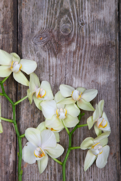 Orchid (Phalaenopsis )  - Photo, Image