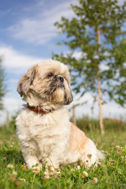 Cute funny shih tzu breed dog outdoors in a park - Photo, Image