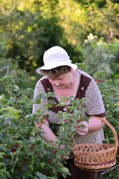 elderly Woman reaps a crop of red currant in the garden - Foto, imagen