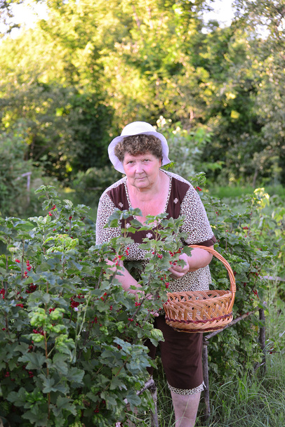 elderly Woman reaps a crop of red currant in the garden - Fotó, kép