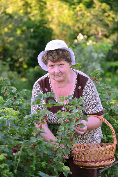 elderly Woman reaps a crop of red currant in the garden - 写真・画像