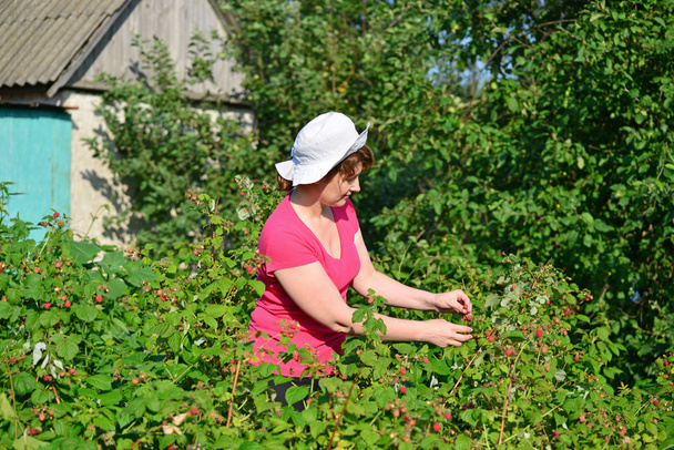 Woman reaps a crop of raspberries in the garden - Foto, imagen