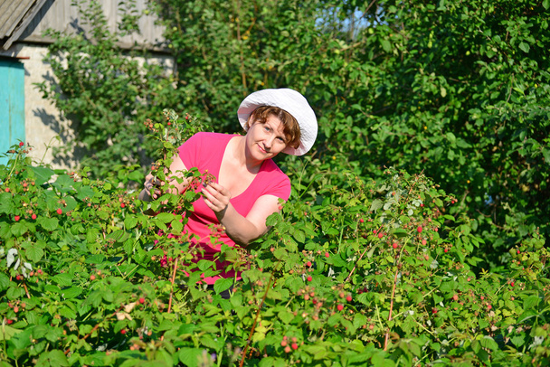 Woman reaps a crop of raspberries in the garden - Фото, изображение