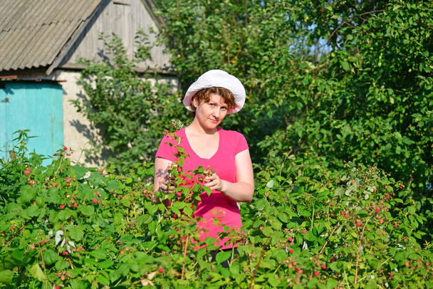 Woman reaps a crop of raspberries in the garden - Фото, зображення
