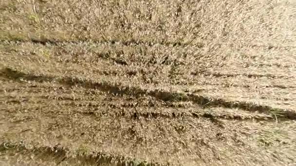 Barley field viewed from air - bottom view, moving backward, low altitude, higher speed HD - Footage, Video