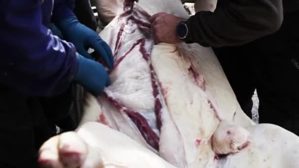 Apertura de cerdo sacrificado
 - Metraje, vídeo