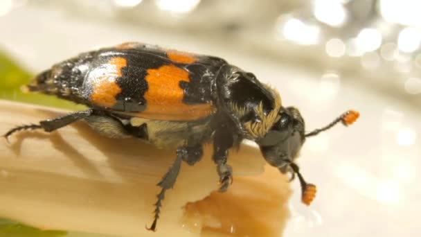Makro hmyzu americký pohřbívání Beetle - Záběry, video