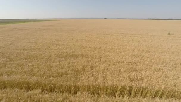 麦畑が前進、高い高度、低速度 Hd 空気 - フロント ビューから表示 - 映像、動画