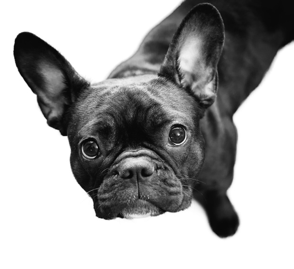 bulldog retrato delante de fondo blanco
 - Foto, imagen