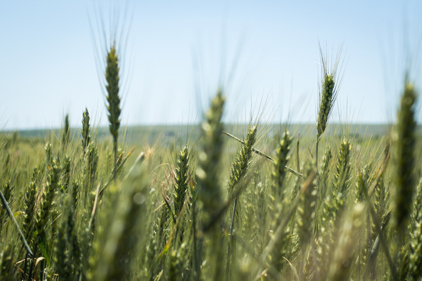 Buğday açık mavi gökyüzü karşı - Fotoğraf, Görsel
