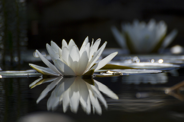 weiße Lilie auf dem See - Foto, Bild