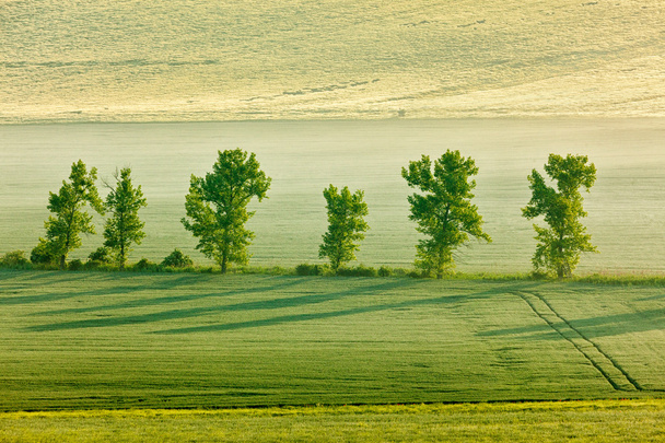 Moravië glooiende landschap met bomen in de ochtend - Foto, afbeelding