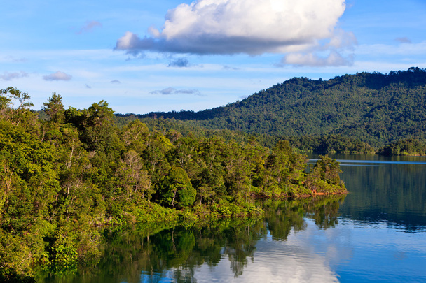 A river flowing through a rainforest - Photo, image