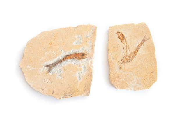 kolme fossiileja kaloja
 - Valokuva, kuva