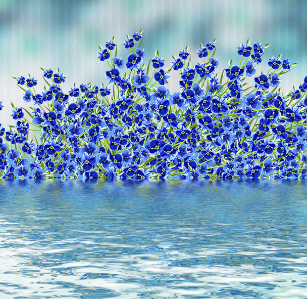 Floral background. Flowers forget me. - Photo, Image