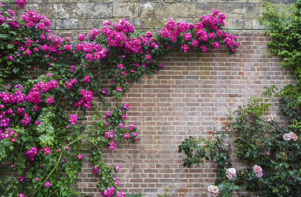 Hever Castle Gardens - Zdjęcie, obraz