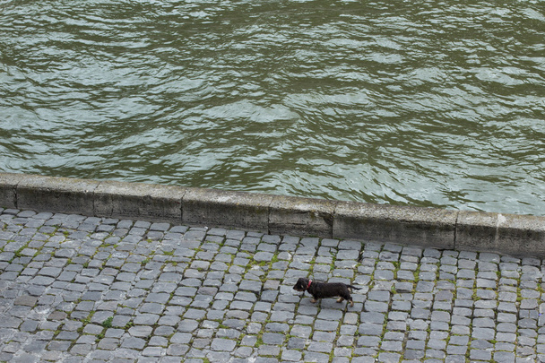 Ένας σκύλος βόλτες στις όχθες του ποταμού Σηκουάνα, Παρίσι - Φωτογραφία, εικόνα