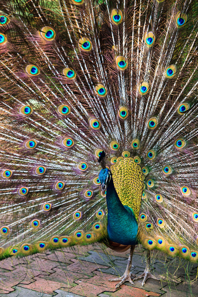 Индийский павлин с гордостью показывает свои перья
 - Фото, изображение
