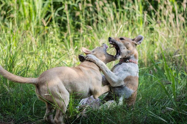 Fighting dogs - Фото, изображение