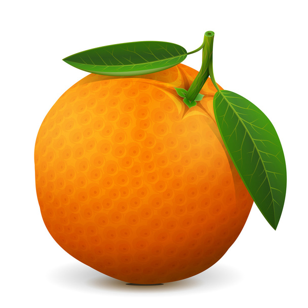Orange fruit close up - Vector, Image