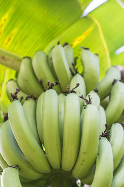 Unreife Bananen im Dschungel aus nächster Nähe - Foto, Bild