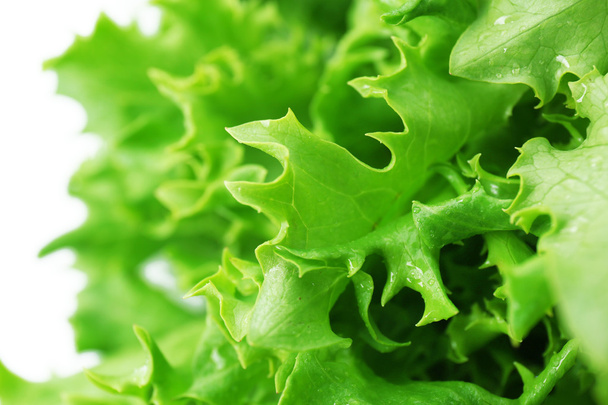Fresh lettuce leaves, closeup - Foto, immagini