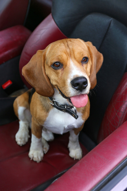 Divertido lindo perro en coche
 - Foto, Imagen