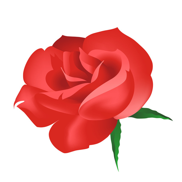  Punainen ruusu eristetyllä valkoisella taustalla
 - Vektori, kuva
