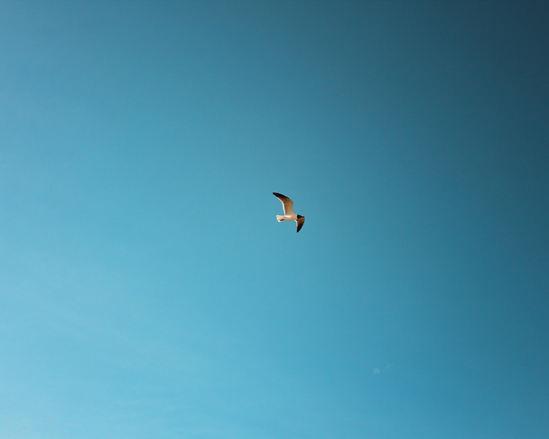 merilokki lentää rannan yli
 - Valokuva, kuva
