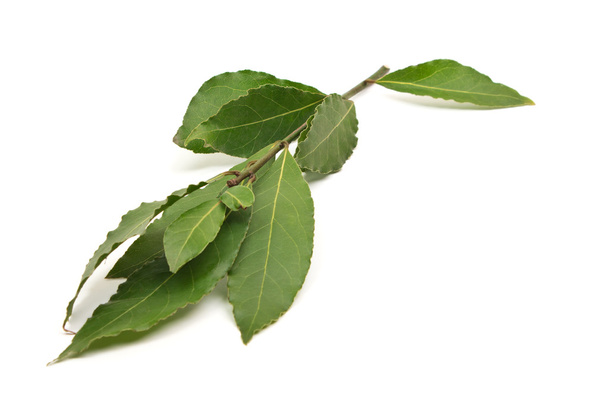 Świeże liście laurowe odizolowane na białym tle - Zdjęcie, obraz