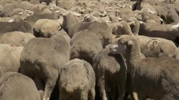 Back of a flock of merino sheep - Footage, Video